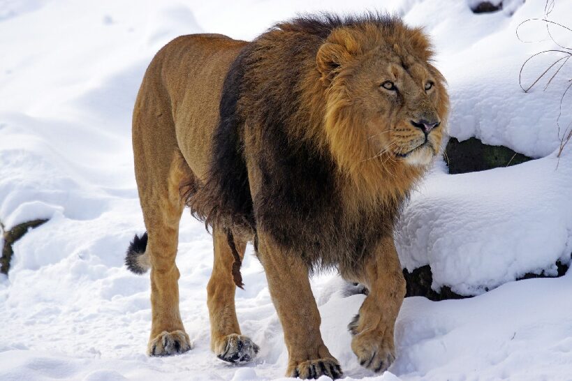 Lion Rfid Identity Protector Sleeve