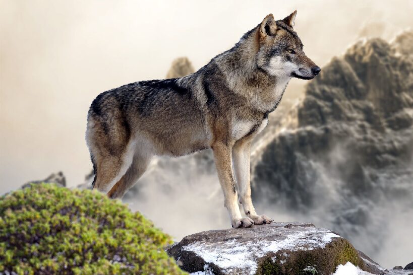 Wolf Rfid Identity Protector Sleeve